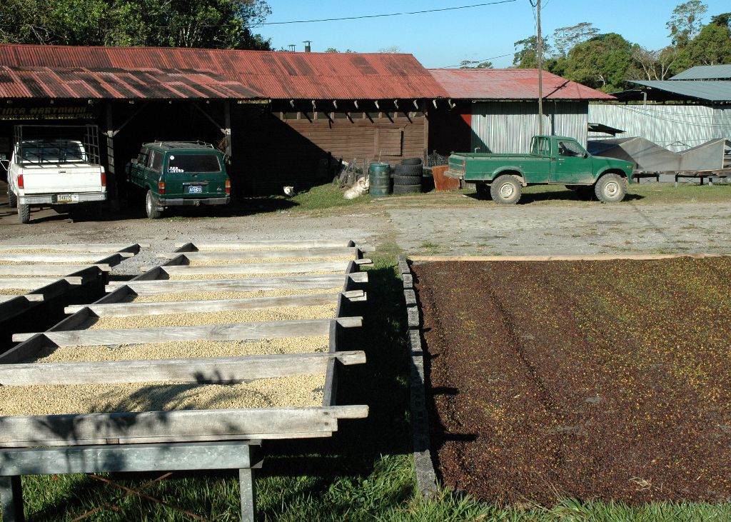 Finca Hartmann Coffee2