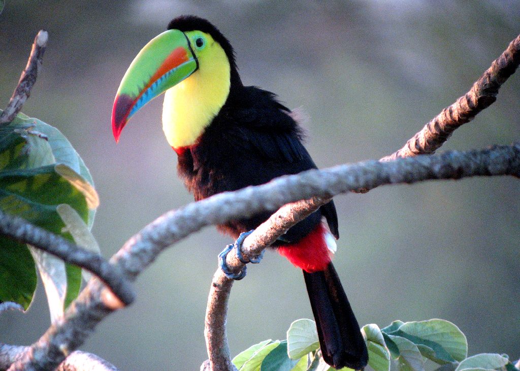 Keel-billed Toucan2
