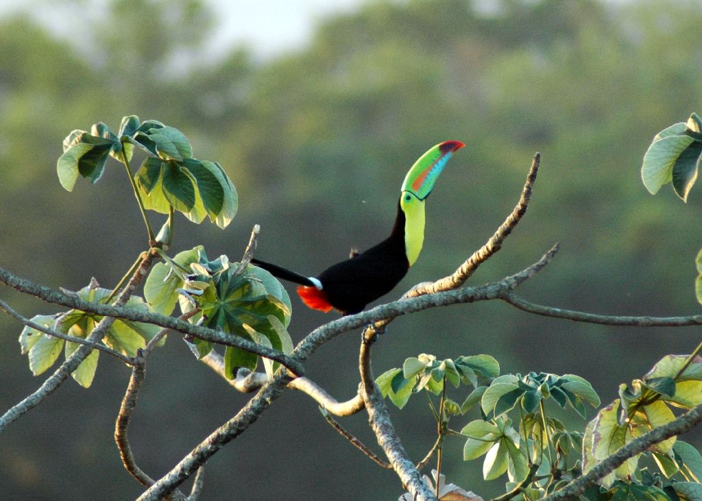 Keel-billed Toucan3