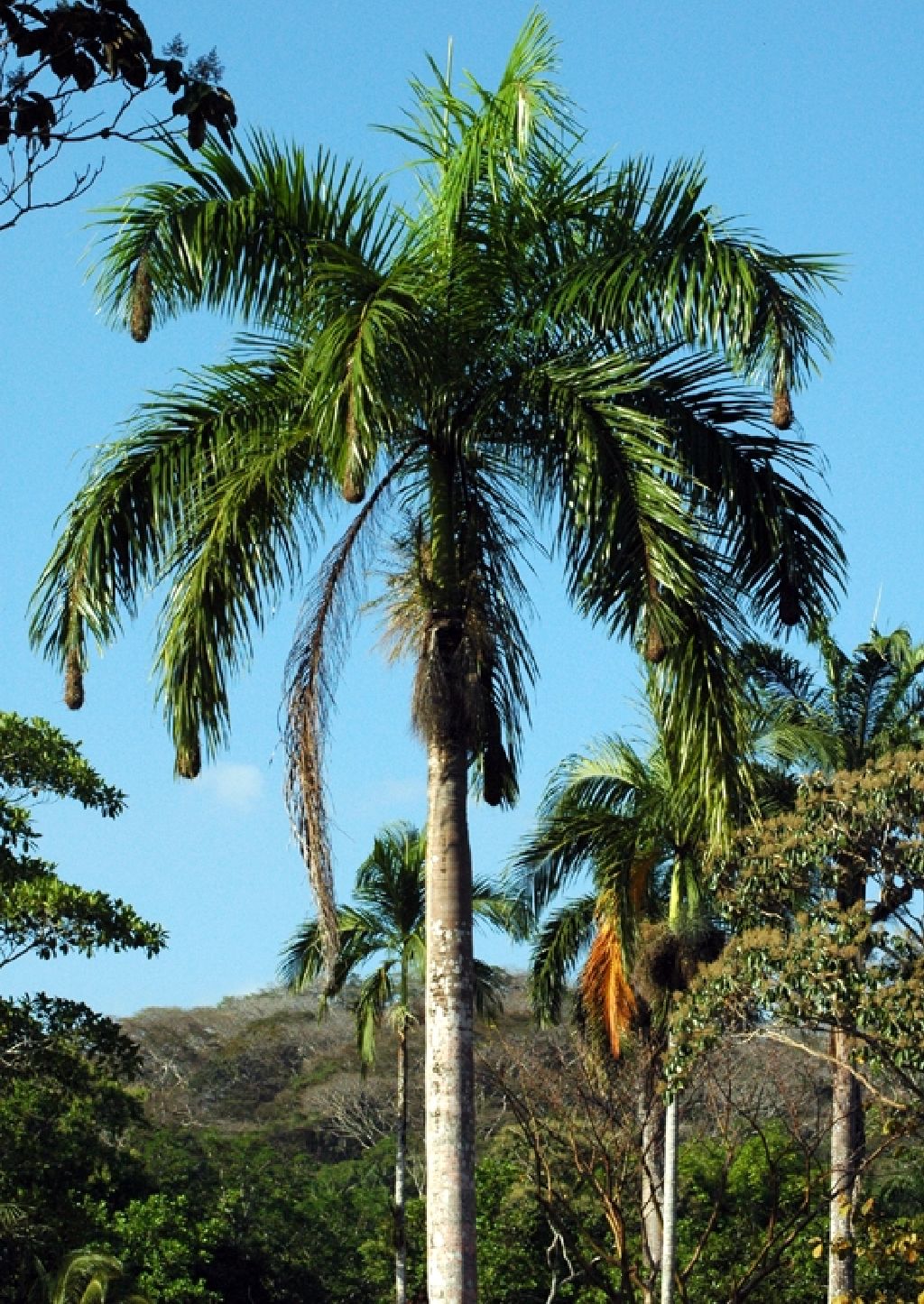 Oropendola nests