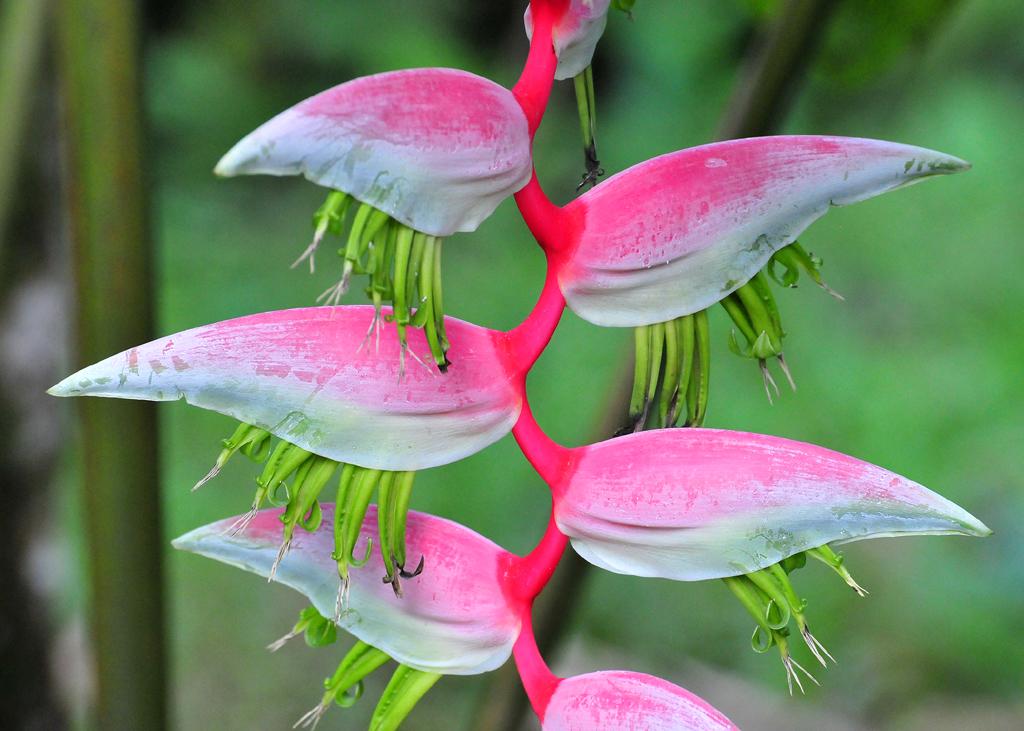 Heliconia