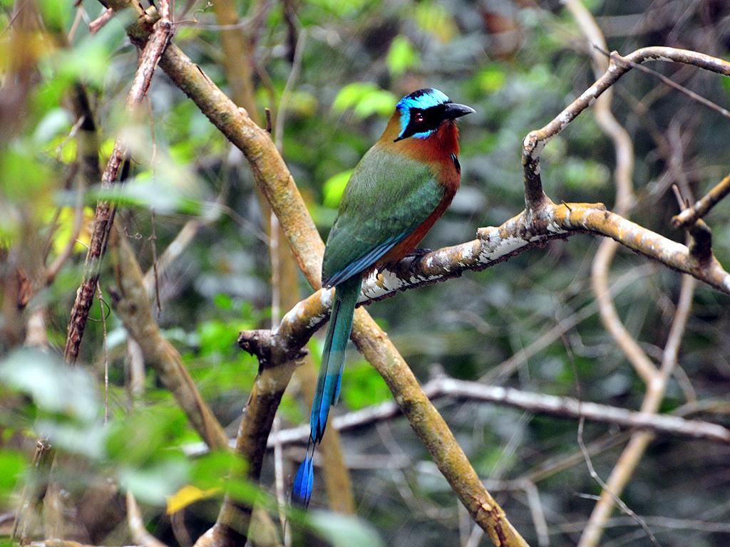 Blue-crowned Motmot