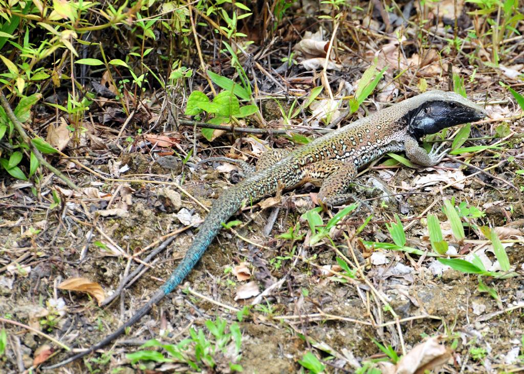 Black-headed lizard