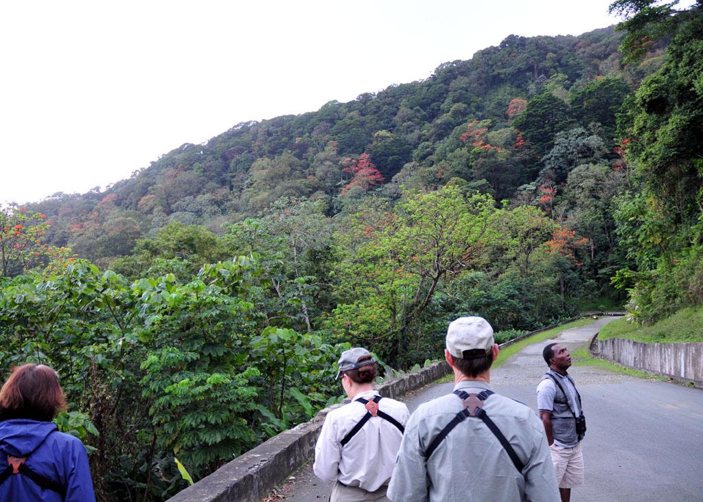 Main Ridge Birding with Newton George