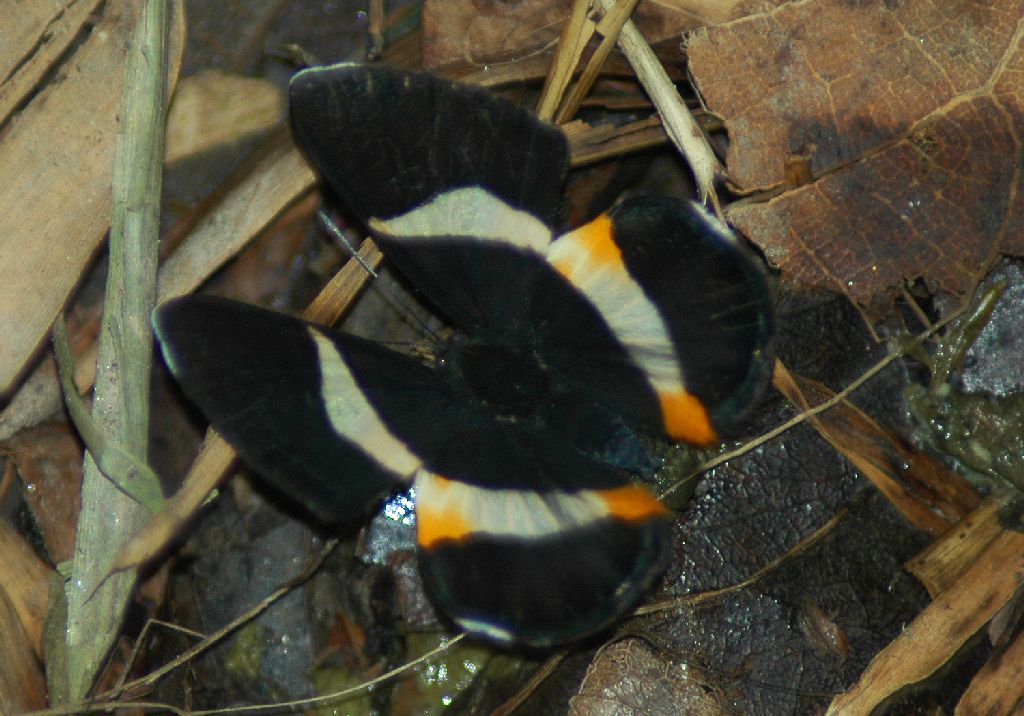 Butterfly6