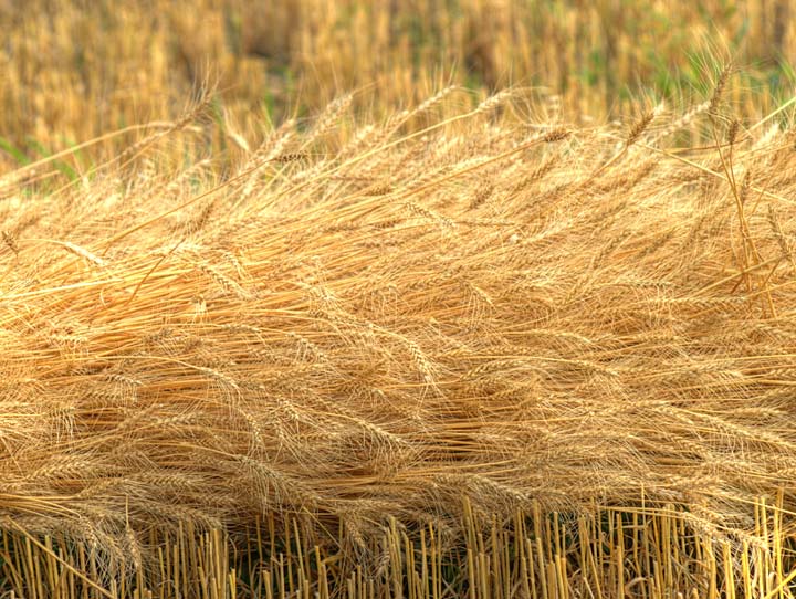 Wheat windrow