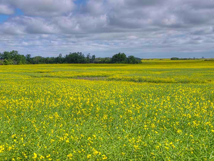 Prairie 1740