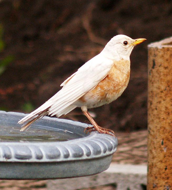 Albino robin