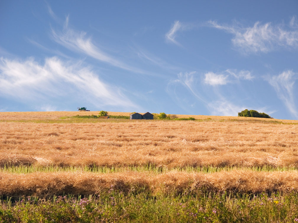Mares tails over <br> swathed canola