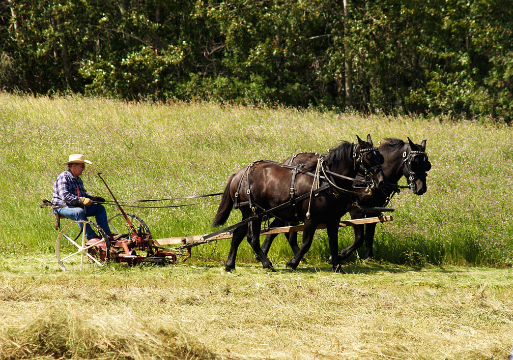 Hay mower