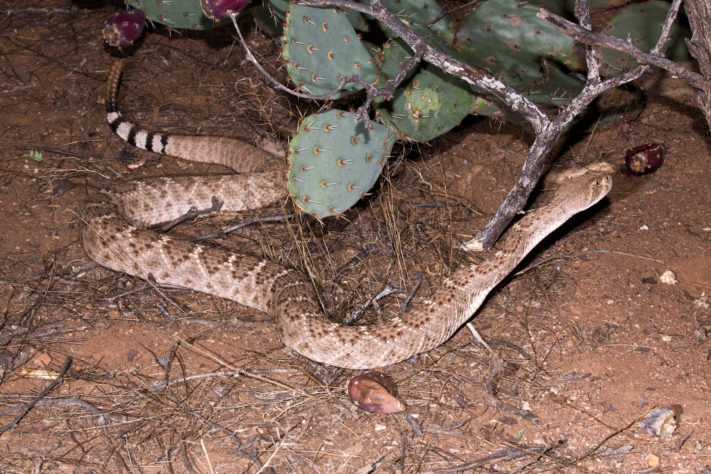 Western Diamondback rattlesnake 1.JPG