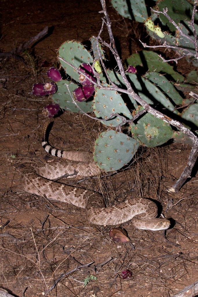 Western Diamondback rattlesnake 2 1.JPG