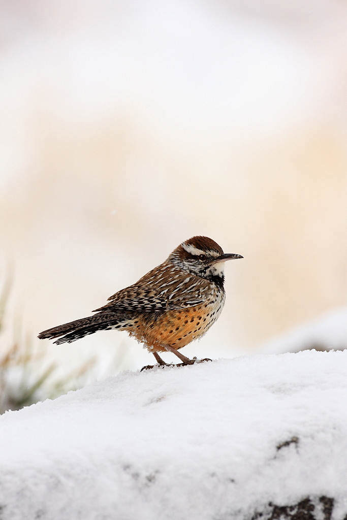 Cactus wren