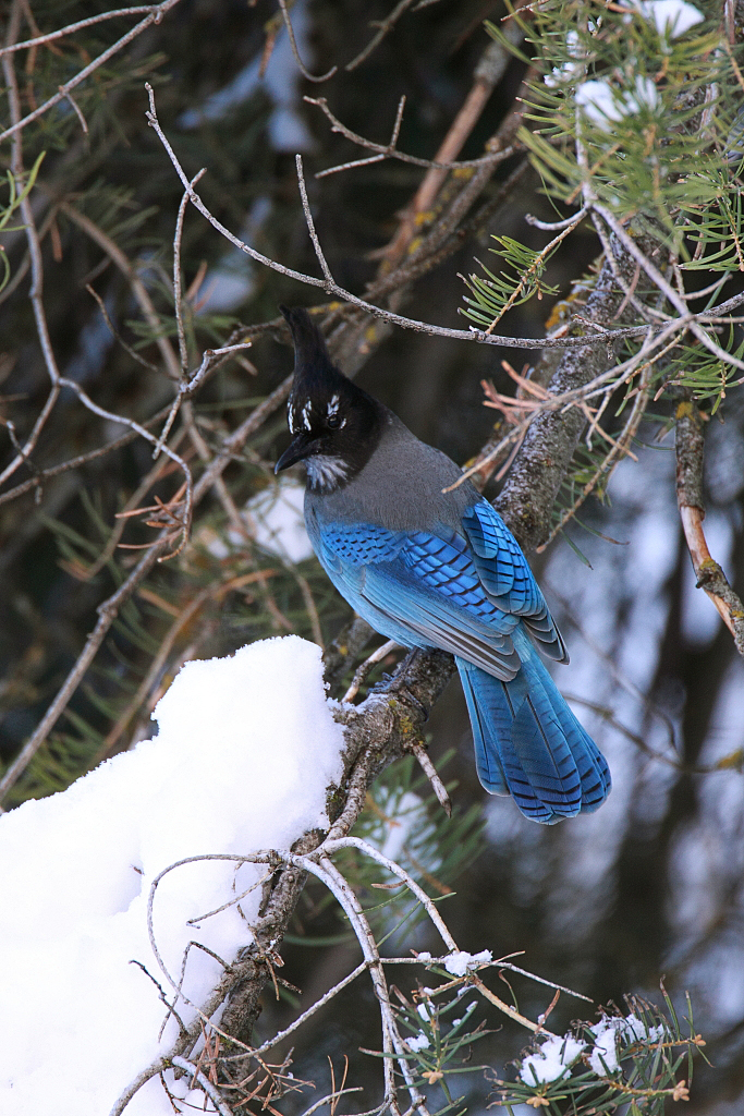 Stellars jay