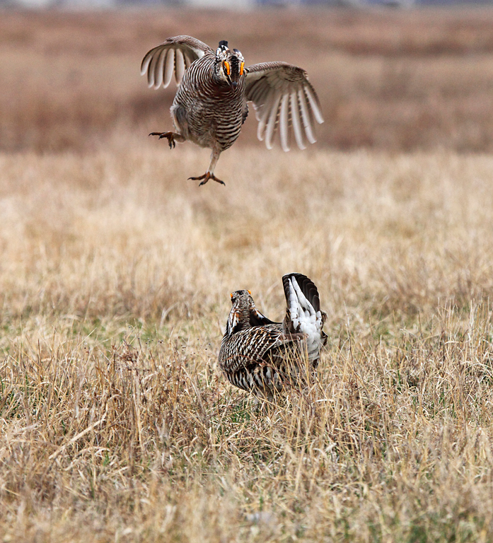 Greater Prairie-chicken