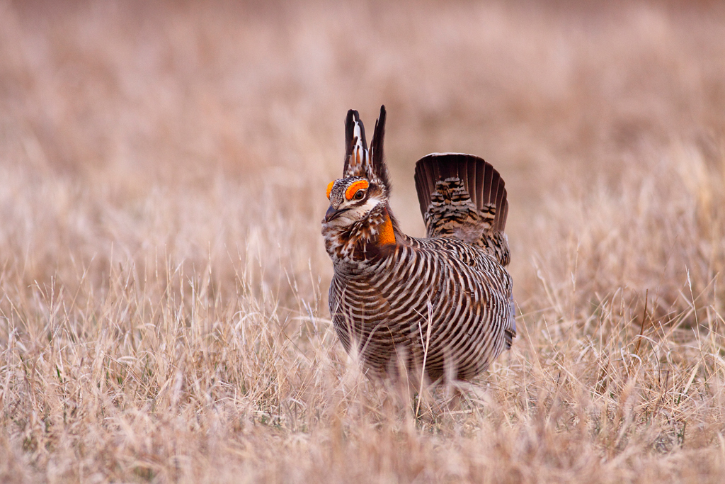 Greater Prairie-chicken