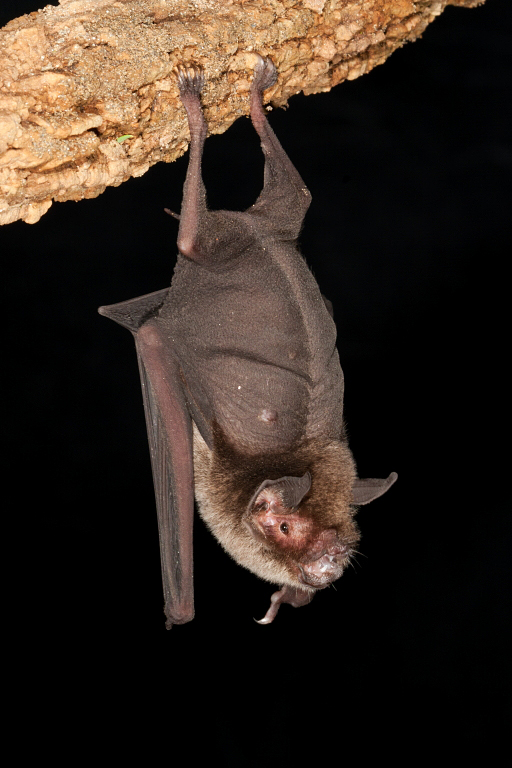 Naked-backed bat Mexico 07_61362.JPG