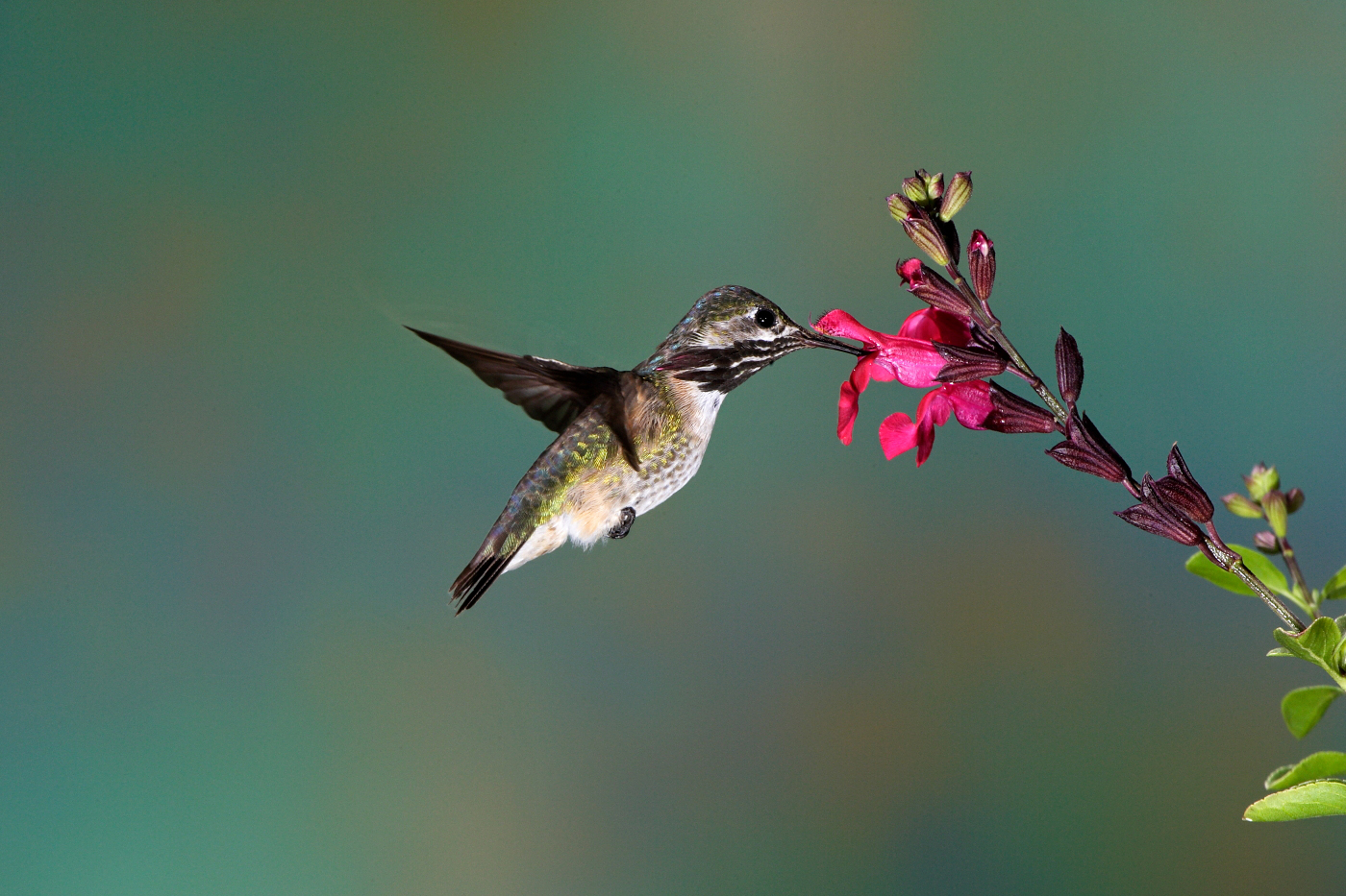 D_BDT_calliope hummingbird 32.JPG