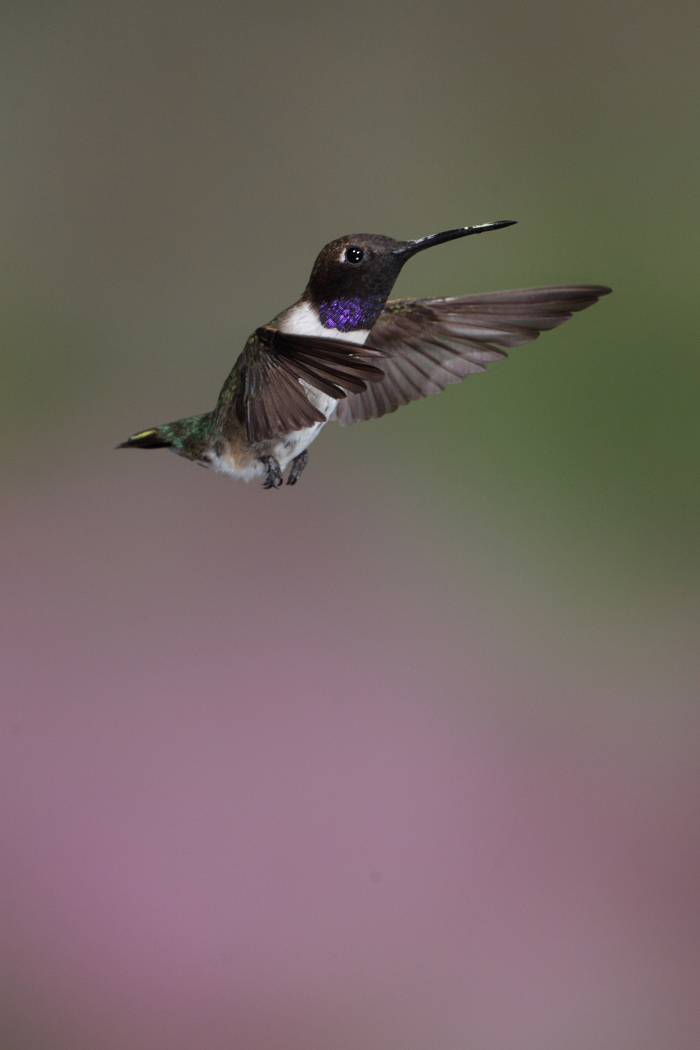 D_BDT_Black-chinned hummingbird_2009 22.JPG
