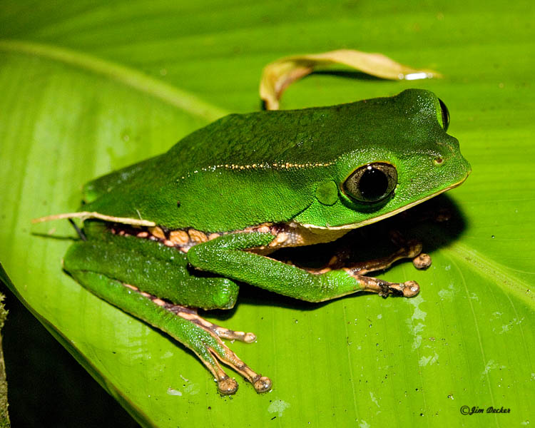 Tree Frog.jpg