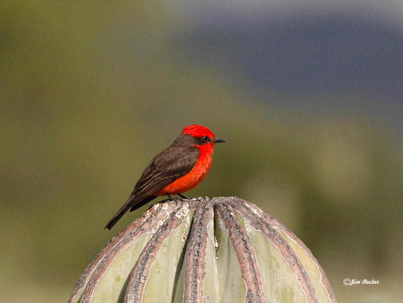 Vemillion Flycatcher on Cactus.jpg