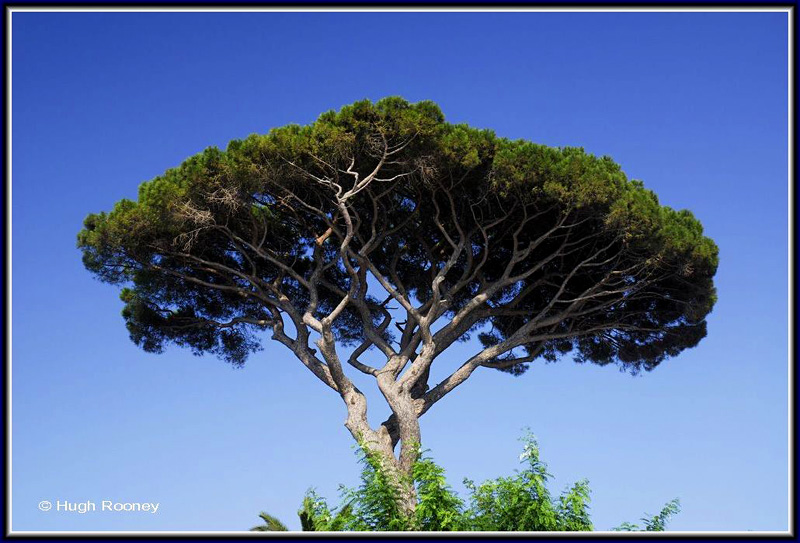 ITALY - ISLAND OF CAPRI - ANACAPRI