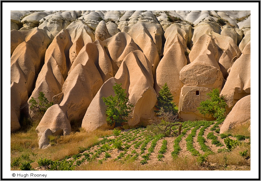  Turkey - Cappadocia - Goreme - Rose  Valley