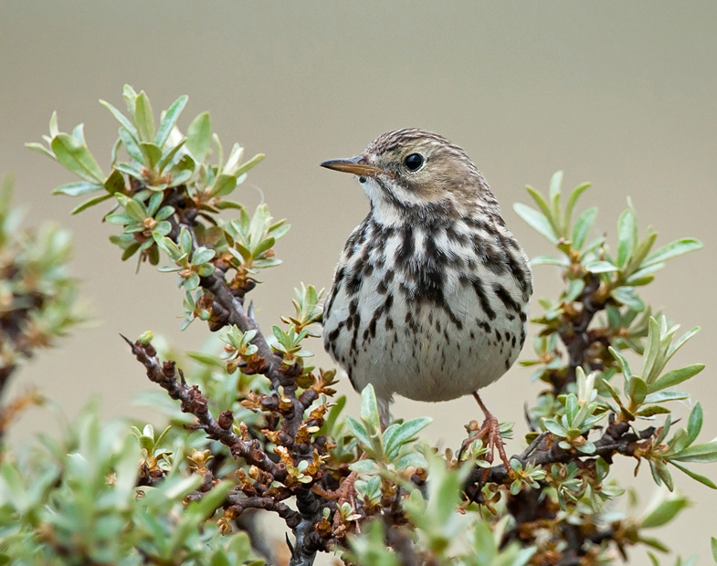 Anthus pratensis - Meadow Pipit - Graspieper DSC_1673.jpg