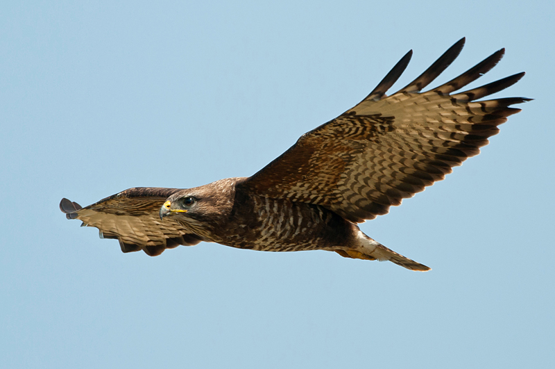 Common buzzard - PSLR DSC