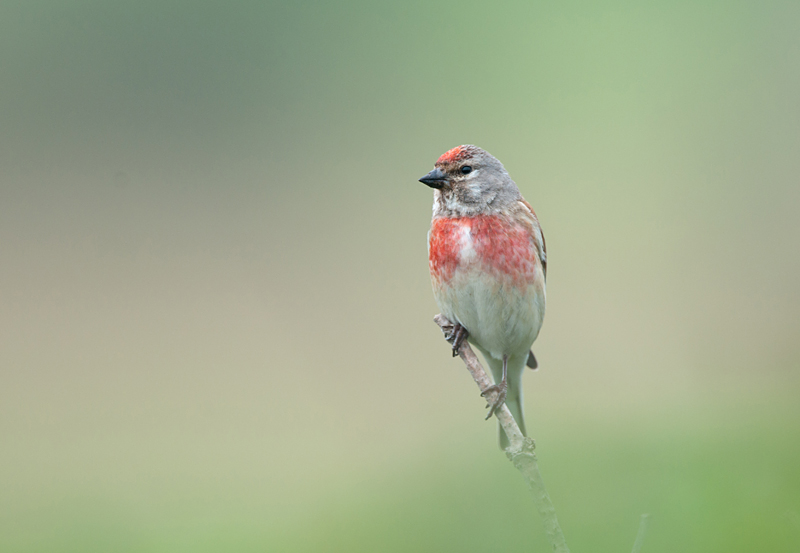 Linnet / Kneu / Ameland