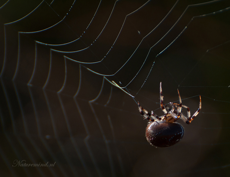 Viervlekwielwebspin - Orb Weaver Spider PSLR-3403.jpg