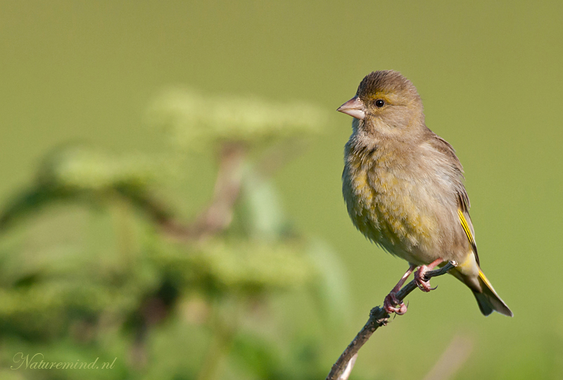 Greenfinch - Groenling PSLR2374.jpg