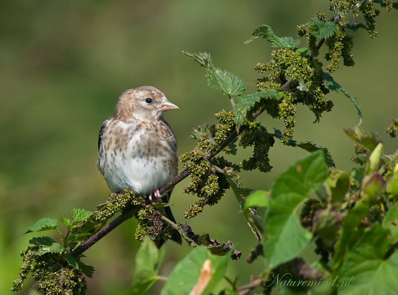 Juvenile Goldfinch - Putter PSLR2936.jpg