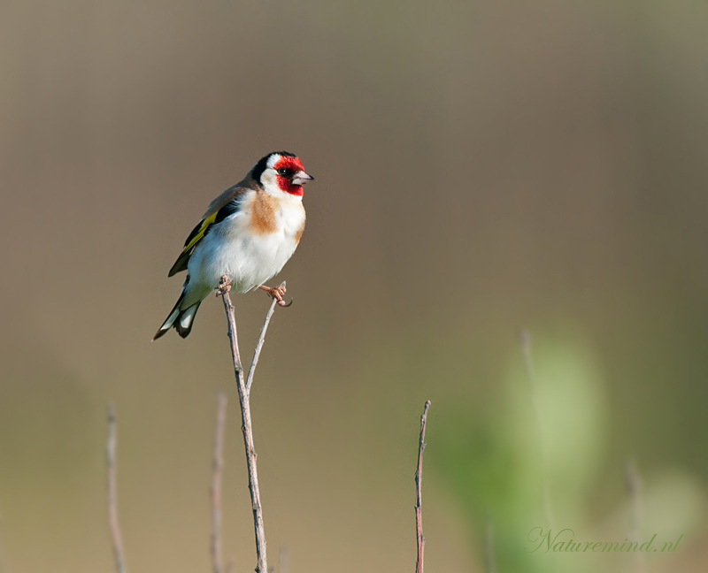 Goldfinch - Putter Ameland