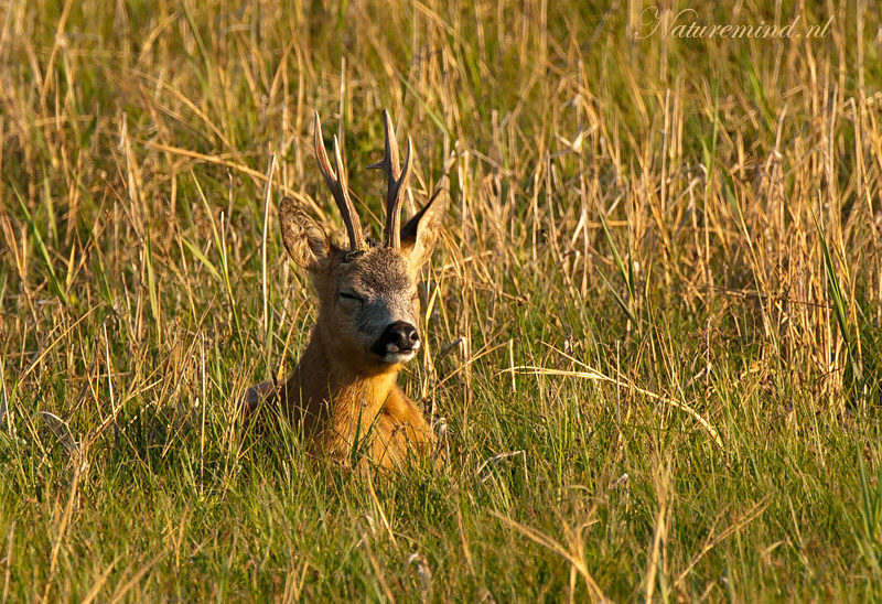 Roe Deer - Ree  PSLR2400.jpg