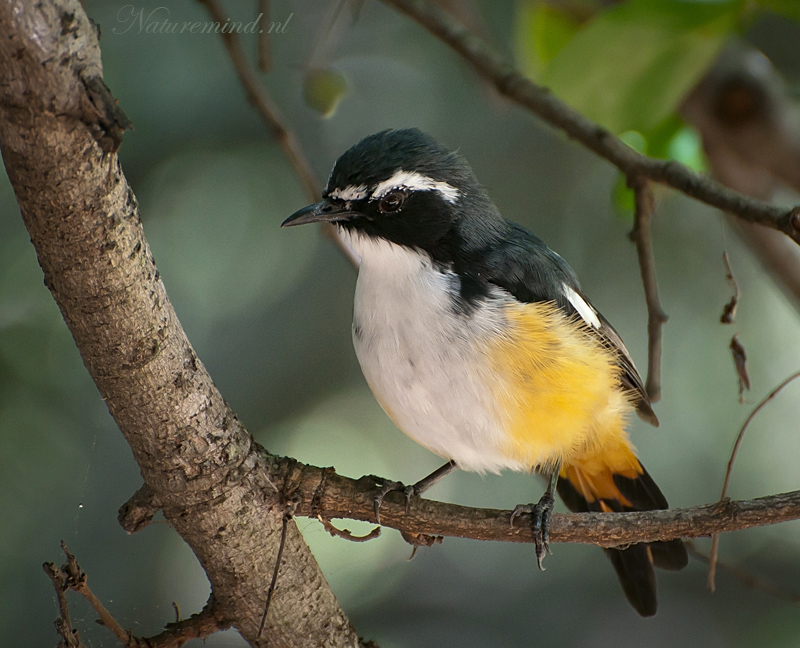 White-throated Robin-Chat PSLR 8458.jpg