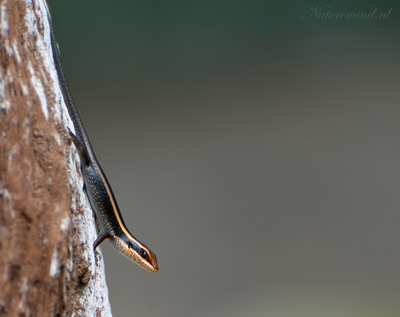 Eastern Striped Skink PSLR-8419.jpg