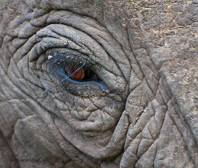 African Elephant PSLR-8504.jpg