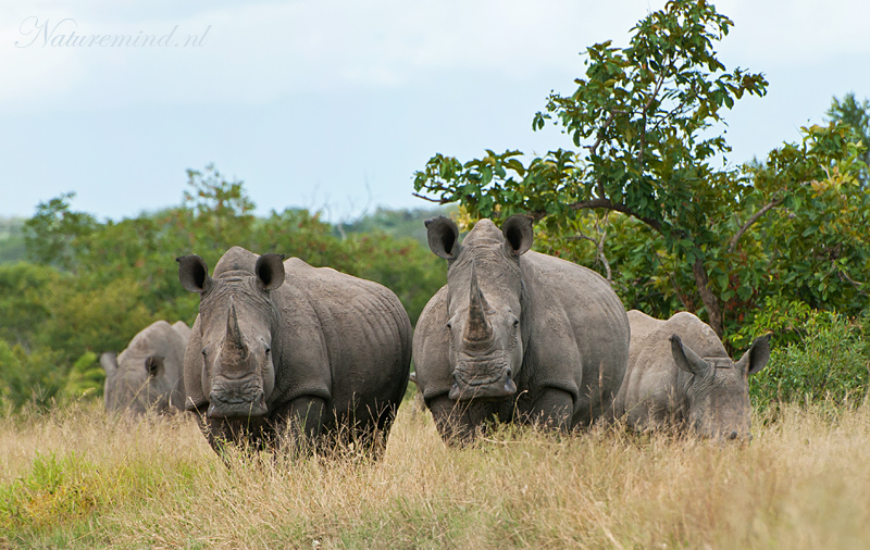 White Rhinoceros PSLR-8522.jpg