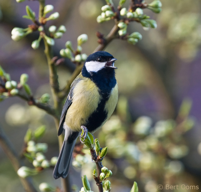 Parus major - Great Tit - Koolmees PSLR-1168.jpg