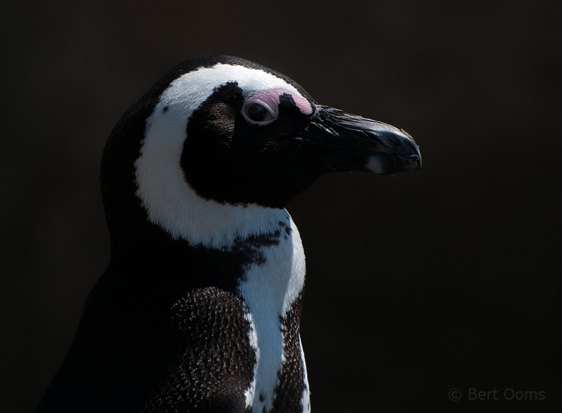 African Penguin - Spheniscus demersus PSLR-1438.jpg