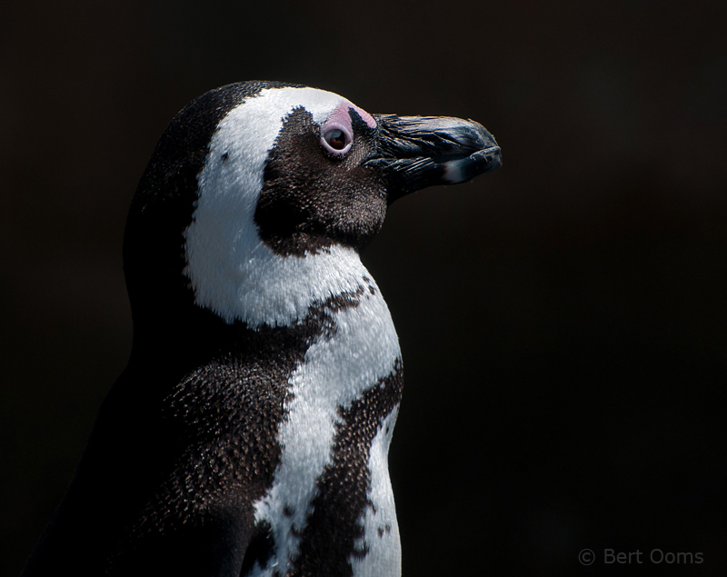 African Penguin  - Spheniscus demersus PSLR-1437.jpg