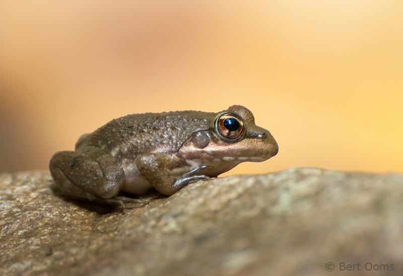 juv Racous Toad - Amietophrynus rangeri PSLR-1840.jpg