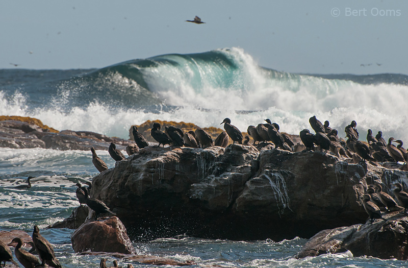 Cape  Cormorants PSLR-1561.jpg