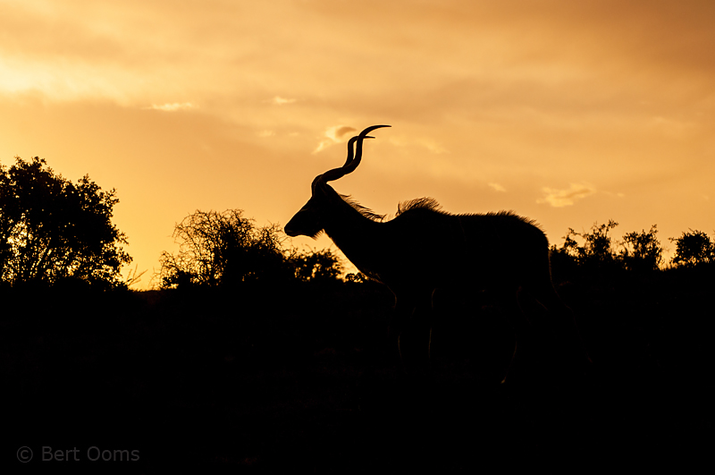 Kudu - Tragelaphus buselaphus PSLR-2005.jpg