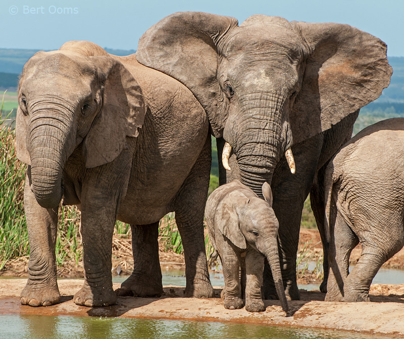 More African Elephants