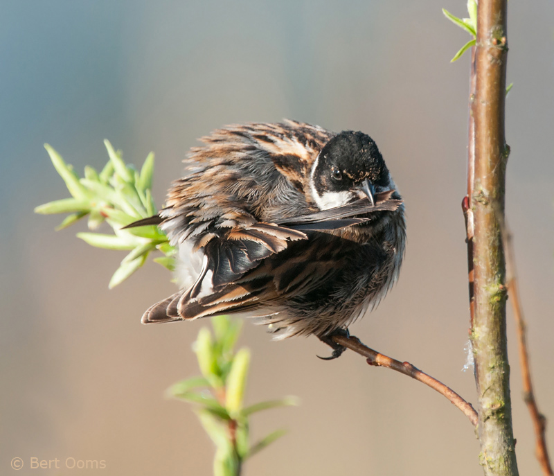 Reed Bunting - Emberiza schoeniclus -  Rietgors  KPSLR-3480.jpg