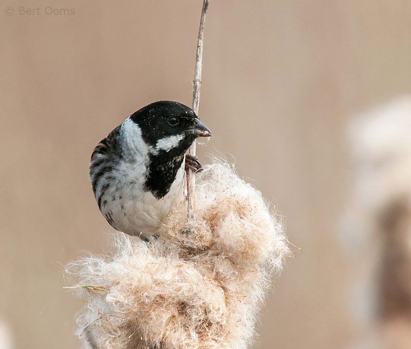 Reed Bunting - Emberiza schoeniclus -  Rietgors PSLR-3306.jpg