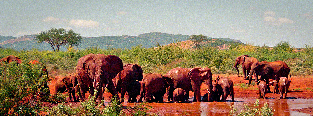 Elephants in the mud