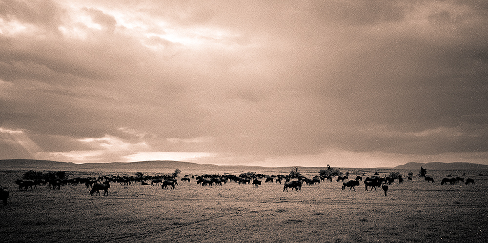 Wildebeest and Cloudscape